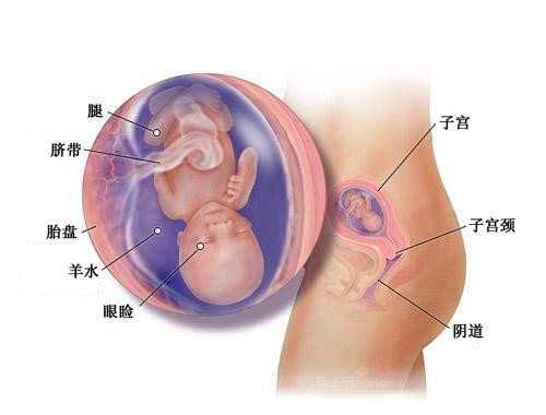 上海有人想做代孕吗_上海代孕产子有危险吗_青岛福梦助孕-怀孕期间有这3种表