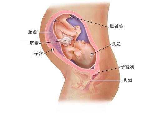 上海做代孕哪家专业_上海有做代孕的吗_上海慧美助孕公司-广州治疗子宫内膜息