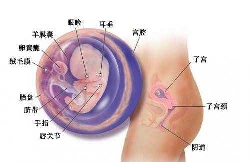 上海代孕产子包成功_上海有代孕婴儿群吗_天赐宝贝助孕-孕妇白唇的原因是什么
